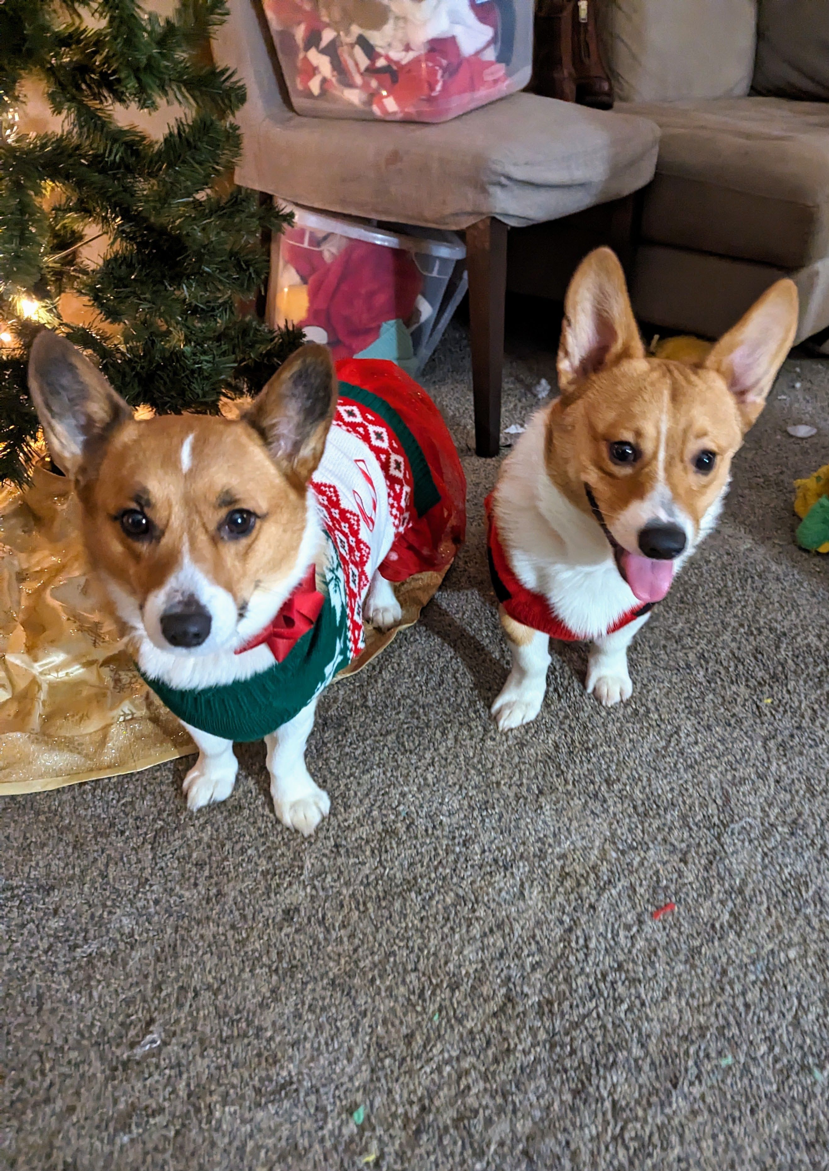 Two corgis in christmas sweaters, one clearly well behaved and looking at the camera, the other clearly ready for mischief.